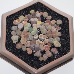 5. Разноцветные камни - композиция из литопсов - под зака
