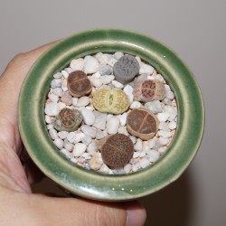 3.Разноцветные камни - композиция из литопсов - под заказ