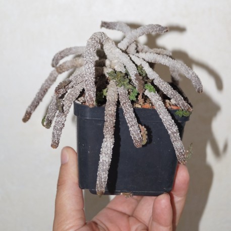 Euphorbia decaryi decaryi