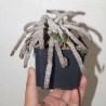 Euphorbia decaryi - Коллекция