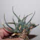 Aloe calcairophila - природник