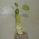 Monadenium ritchiei variegata