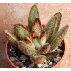 Kalanchoe tomentosa Chocolate Soldier