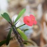 Euphorbia milii Dwarf  Red