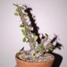 Euphorbia delphinensis - черенок