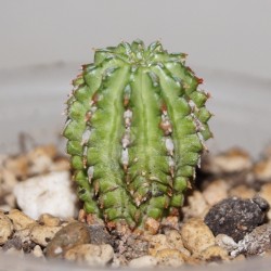 Эуфорбия Euphorbia sepulta - Галерея