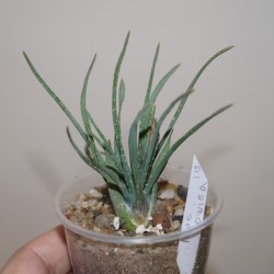 Aloe bowiea