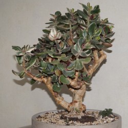 Crassula ovata Solana variegata 
