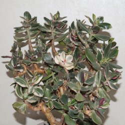 Крассула Crassula ovata Tricolor variegata / Галерея