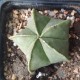 Astrophytum myriostigma Kikorampo