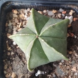 Астрофитум Astrophytum myriostigma Kikorampo - Галерея