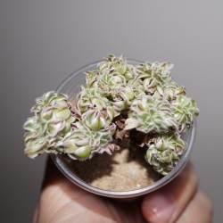 Aeonium decorum cristata