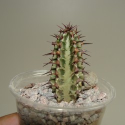 Эуфорбия Euphorbia confinalis - Галерея