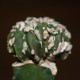 Astrophytum myriostigma Fukuryu Red cristata 11