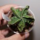 Astrophytum myriostigma nudum fukuryu