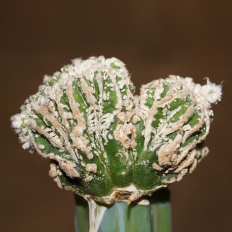 Astrophytum myriostigma Fukuryu Red cristata