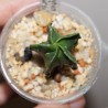 Astrophytum myriostigma nudum fukuryu 8