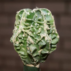 Astrophytum myriostigma Hakuun Fukuryu