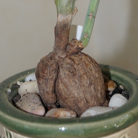 Euphorbia buruana