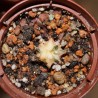 Gymnocalycium mihanovichii variegata small