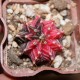 Gymnocalycium mihanovichii variegata RED 11