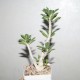 Euphorbia capsaintemariensis