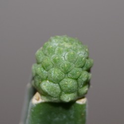 Trichocaulon cactiformis / Галерея