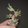 Othonna clavifolia бонсай