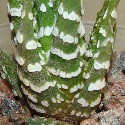 Haworthiopsis
