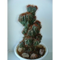 Cereus peruvianus monstrosus