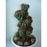 Cereus peruvianus monstrosus