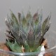 haworthia cooperi leightonii