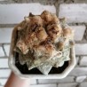 Ариокарпус Ariocarpus furfuraceus Hanabotan - Галерея