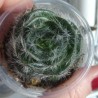 Crassula barbata