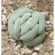 Crassula alstonii