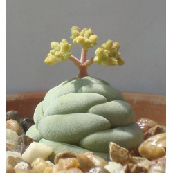 Crassula alstonii