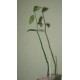 Euphorbia invenusta 