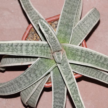 Gasteria batesiana EX variegata Silver