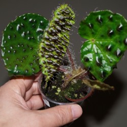 Begonia melanobulata