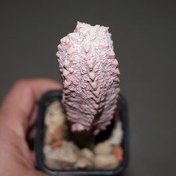 Euphorbia abdelkuri Damask