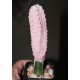 Euphorbia abdelkuri Damask