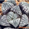 Хавортия Haworthia Blue Diamond AY-X19