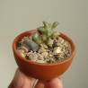 Анакампсерос Anacampseros namaquensis