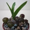 Дримия Drimia haworthioides