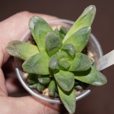 Haworthia Midorigame