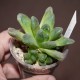 Haworthia Midorigame