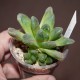 Haworthia Midorigame