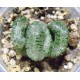 Haworthia truncata Ruan Ji
