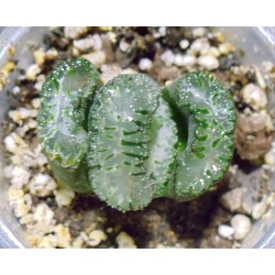Haworthia truncata Ruan Ji