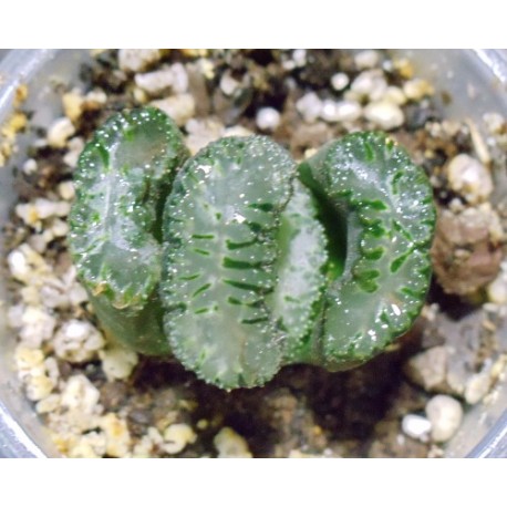 Haworthia truncata Ruan Ji